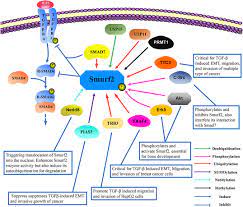 Frontiers | The Post-translational Modifications of Smurf2 in TGF-β  Signaling