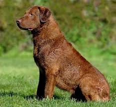 Current breeders focus on keeping the working traits that make the chesapeake bay retriever so valuable, and promote their dogs both in the show ring and the field. Pin On Chesapeake Bay Retriever