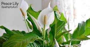 Peace Lily Spathiphyllum Plant Image