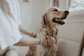 how often should you wash your dog a