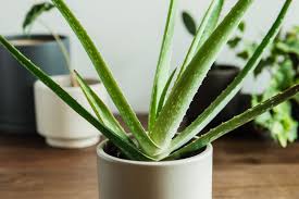 Aloe arborescens (torch aloe) prized for its colorful flowers and attractive foliage, aloe arborescens (torch aloe) is an evergreen succulent shrub. Aloe Vera Plant Care Growing Guide