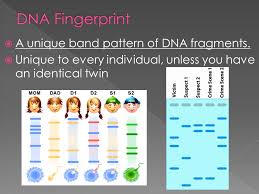 Tool Used To Create A Dna Fingerprint Ppt Download