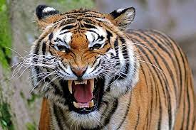 angry tiger 1080p 2k 4k 5k hd