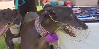 Happy new year greyhound fans! Pet Greyhounds To No Longer Need Muzzle 97 3 Coast Fm