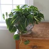 How can I make my philodendron grow faster?
