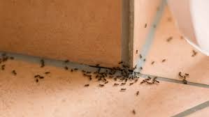 how to get rid of ants safely with