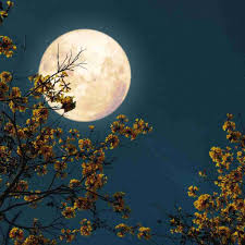 springtime flower moon