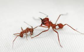 leaf cutter ant first insect found with
