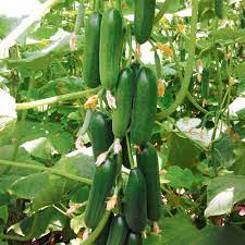 Buy Cucumber 'Mini Stars' F1 Hybrid (Grafted) | Organic Gardening Catalogue