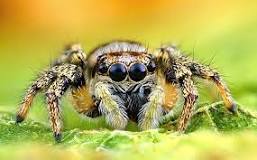What smells do spiders hate?