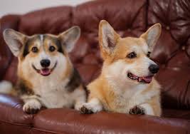 diffe types of corgis and some fun