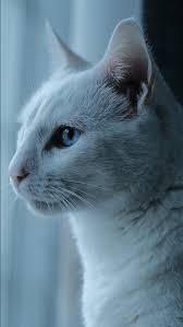 White Cat With Blue Eyes And Pink Nose