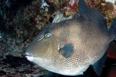 Why are they called triggerfish?