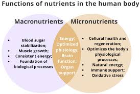 how do minerals vitamins and
