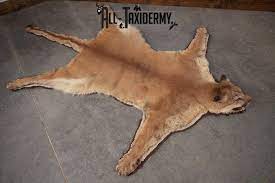 mountain lion taxidermy rug sku 2610