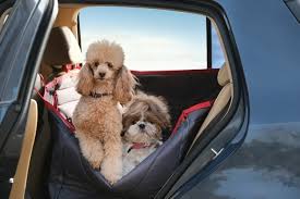 The Best Dog Car Seat Covers For Every