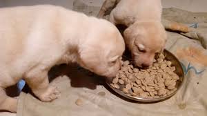Labrador Puppys Eat Food
