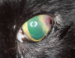 feline corneal sequestrum diagnosis