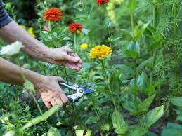 How To Harvest Cut Flowers Harvesting