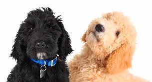 Labradoodle Vs Goldendoodle What Is The Difference Between
