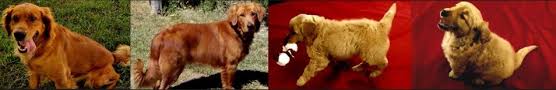 Cute golden retriever puppy| oshies world. Golden Retriever Breeders Golden Retriever Puppies For Sale