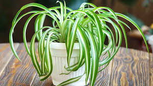 26 common house plants that are perfect