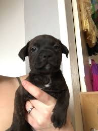 Explore 132 listings for kc staffordshire bull terrier puppies at best prices. Ebony The 6 Week Old Female Staffordshire Bull Terrier Crossbreed Puppy