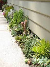 Narrow Plant Bed Succulents Unknown
