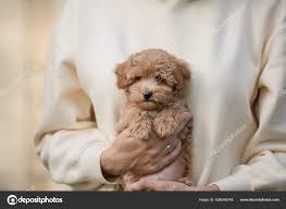 adorable maltese poodle mix puppy