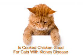 is cooked en good for cats with