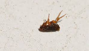 Fleas Pests