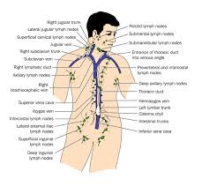 Body Chart Detox Lymphatic System Lymphatic System