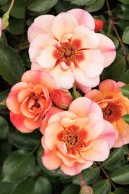 flower carpet peach rose rosa