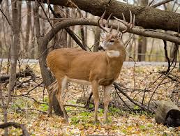 How To Manage Deer Damage On Trees And