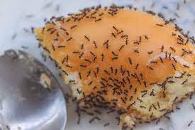 How To Get Rid Of Sugar Ants (Quick & Effective)