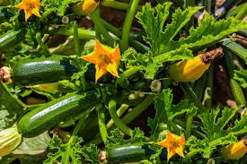 companion plants for zucchini and squash