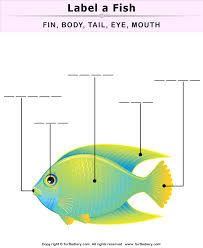 We have 15+ free body worksheets for kids for you to choose from and kids will enjoying learning about the different parts of the human body. Fish Body Parts Worksheet Turtle Diary