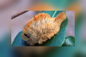 8 Of The Cutest Toxic Caterpillars Mnn Mother Nature Network