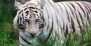 5,000+ vectors, stock photos & psd files. This Is The Story Of Mohan The First Ancestor Of All Bengal White Tigers Alive Today