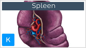 The spleen is an organ found in all vertebrates. Spleen Anatomy Location And Functions Kenhub