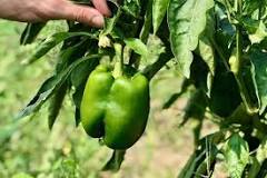 Can you pick red peppers when they are green?