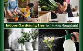Indoor Gardening Tips To Keep Your
