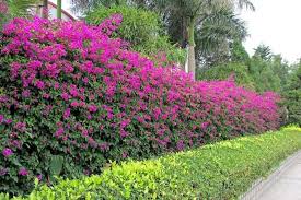 Best Flowering Hedge Plants In Hindi
