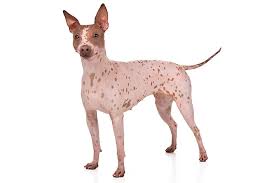 American Hairless Terrier Dog Breed Information