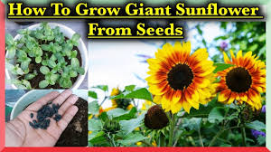 In the uk this is april and may. Grow Sunflower Faster In 8 Days Grow At Home At 100 Success Rate Youtube