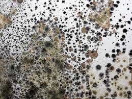 black mold remove carpet cleaning