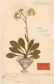 Typification of the Linnaean name Hieracium cerinthoides ...