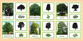 Tree Identification Sheet Tree Identification Sheet