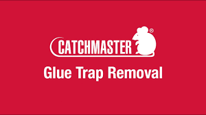 glue trap removal you