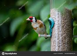 Close Goldfinch Sitting Garden Bird Feeder Bath England